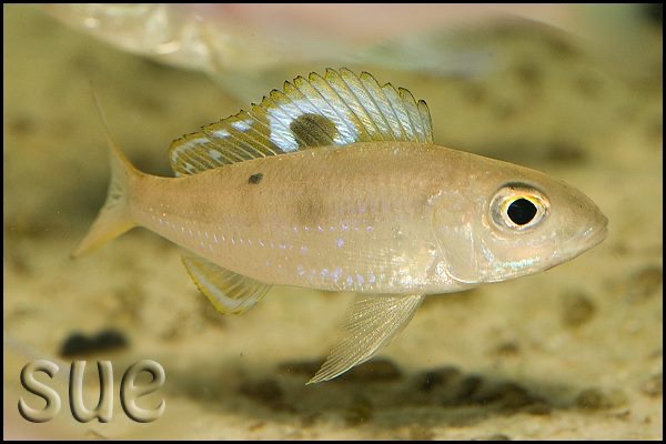 Ectodus descampsii 'Chisanze'